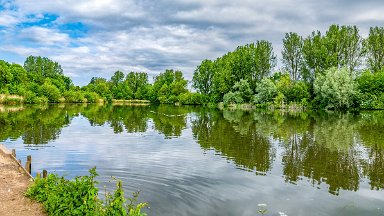 Whitfield-Valley-NR-PLGM-F24_4695r1x2j1 21st May 2024: Whitfield Valley Nature Reserve: Swan in panorama: © 2024 Paul L.G. Morris