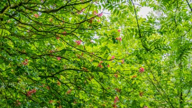 Whitfield-Valley-NR-PLGM-F24_4740r1 21st May 2024: Whitfield Valley Nature Reserve: Chestnut blossom: © 2024 Paul L.G. Morris