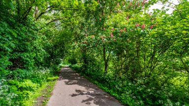 Whitfield-Valley-NR-PLGM-F24_4761r1 21st May 2024: Whitfield Valley Nature Reserve: Chestnut blossom by the path: © 2024 Paul L.G. Morris