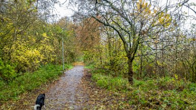 whitfield-valley-and-chatterley-PLGM-F24_12057r1 11th November 2024: Whitfield Valley Nature Reserve: © 2024 Paul L.G. Morris: Path north