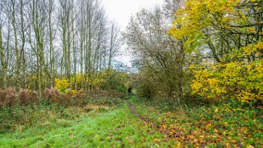 whitfield-valley-and-chatterley-PLGM-F24_12075r1 11th November 2024: Whitfield Valley Nature Reserve: © 2024 Paul L.G. Morris: One of the side paths