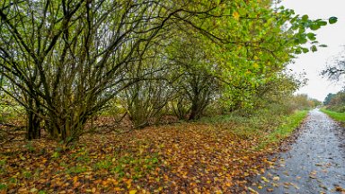 whitfield-valley-and-chatterley-PLGM-F24_12093r1 11th November 2024: Whitfield Valley Nature Reserve: © 2024 Paul L.G. Morris: Heading north