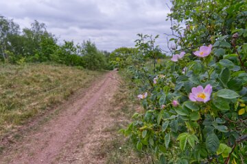 H25_4030 22nd May 2025: Chatterley Whitfield Colliery: © 2025 Paul L.G. Morris: View from the spoil heap with roses