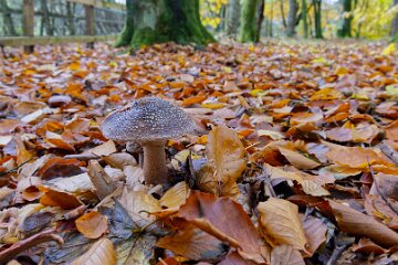 Park-Hall-CP-PLGM-F25_3977r1 30th October 2025: Park Hall Country Park: © 2025 Paul L.G. Morris: Fungi west of the quarry area near Bolton Gate