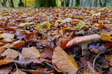 Park-Hall-CP-PLGM-F25_3990r1 30th October 2025: Park Hall Country Park: © 2025 Paul L.G. Morris: Fungi west of the quarry area near Bolton Gate