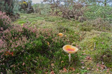 Park-Hall-CP-PLGM-H25_8785r1 6th October 2025: Park Hall Country Park: © 2025 Paul L.G. Morris: Fungi
