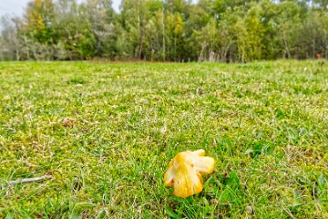 Park-Hall-CP-PLGM-H25_8848r1 6th October 2025: Park Hall Country Park: © 2025 Paul L.G. Morris: Fungi