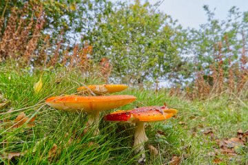 Park-Hall-CP-PLGM-H25_8959r1 6th October 2025: Park Hall Country Park: © 2025 Paul L.G. Morris: Fungi