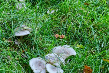Park-Hall-CP-PLGM-H25_9070r1 6th October 2025: Park Hall Country Park: © 2025 Paul L.G. Morris: Fungi