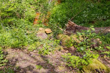 parrots-drumble-PLGM-F25_1314r1 16th May 2025: Parrots Drumble Nature Reserve: © 2025 Paul L.G. Morris: Fungi on a tree stump