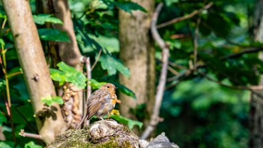 Hem-Heath-NR-PLGM-G24_3077-NR-r1 30th July 2024: Hem Heath Nature Reserve: Robin on a log pile: © 2024 Paul L.G. Morris