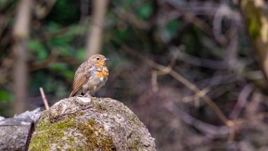 Hem-Heath-NR-PLGM-G24_3081-NR-r1 30th July 2024: Hem Heath Nature Reserve: Robin on a log pile: © 2024 Paul L.G. Morris