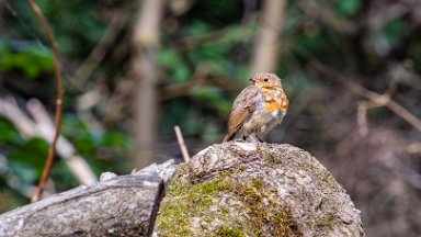 Hem-Heath-NR-PLGM-G24_3084-NR-r1 30th July 2024: Hem Heath Nature Reserve: Robin on a log pile: © 2024 Paul L.G. Morris