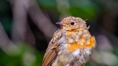 Hem-Heath-NR-PLGM-G24_3099-NR-r1 30th July 2024: Hem Heath Nature Reserve: Robin on a log pile: © 2024 Paul L.G. Morris