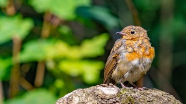 Hem-Heath-NR-PLGM-G24_3102-NR-r1 30th July 2024: Hem Heath Nature Reserve: Robin on a log pile: © 2024 Paul L.G. Morris