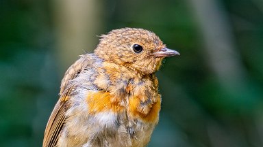 Hem-Heath-NR-PLGM-G24_3111-NR-r1 30th July 2024: Hem Heath Nature Reserve: Robin on a log pile: © 2024 Paul L.G. Morris