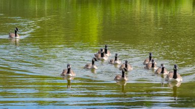 Biddulph-Grange-CP-PLGM-G24_0773r1 5th July 2024: Biddulph Grange Country Park: © 2024 Paul L.G. Morris: Canada Geese on The 'Fish Pool' (near the gates)