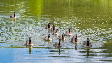 Biddulph-Grange-CP-PLGM-G24_0776r1 5th July 2024: Biddulph Grange Country Park: © 2024 Paul L.G. Morris: Canada Geese on The 'Fish Pool' (near the gates)