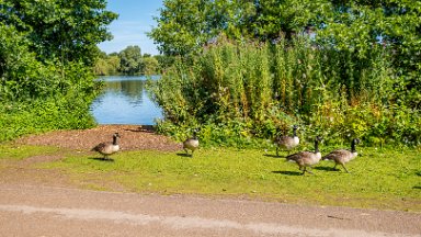 Westport-lake-PLGM-F24_8206r1 29th July 2024: Westport Lake Nature Reserve: © 2024 Paul L.G. Morris: Canada Geese