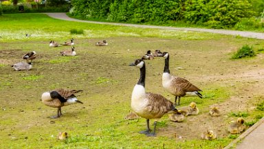 Whitfield-Valley-NR-PLGM-F24_4686r1 21st May 2024: Whitfield Valley Nature Reserve: Canada Geese with chicks: © 2024 Paul L.G. Morris