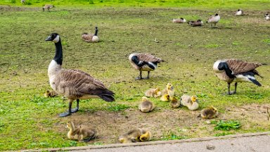 Whitfield-Valley-NR-PLGM-F24_4689r1 21st May 2024: Whitfield Valley Nature Reserve: Canada Geese with chicks: © 2024 Paul L.G. Morris