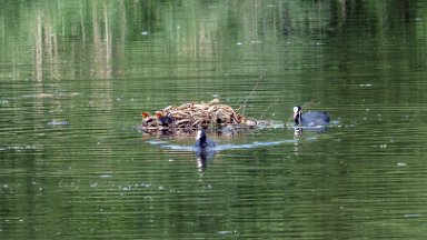 Whitfield-Valley-NR-PLGM-F24_4719-SR-r1 21st May 2024: Whitfield Valley Nature Reserve: Coot nest in the lake with chicks: © 2024 Paul L.G. Morris