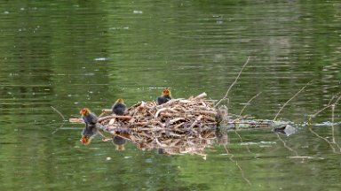 Whitfield-Valley-NR-PLGM-F24_4737-SR-r1 21st May 2024: Whitfield Valley Nature Reserve: Moorhen nest in the lake with chicks: © 2024 Paul L.G. Morris