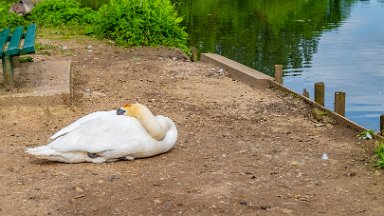 Whitfield-Valley-NR-PLGM-F24_4692r1 21st May 2024: Whitfield Valley Nature Reserve: Swan bt a park bench: © 2024 Paul L.G. Morris