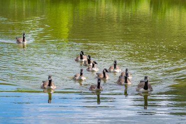 Canada Geese Canada Geese in the TTTH area: © by the individual photographers