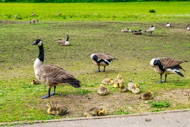 Canada Geese Canada Geese in the TTTH area: © by the individual photographers