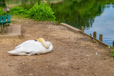 Swans Swans in the TTTH area: © by the individual photographers