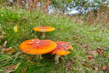 Fungi seen in the TTTH area Fungi seen in the TTTH area: © by the individual photographers