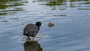 Whitfield-Valley-NR-PLGM-F24_4728r1 21st May 2024: Whitfield Valley Nature Reserve: Coot: © 2024 Paul L.G. Morris