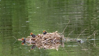 Whitfield-Valley-NR-PLGM-F24_4734-SR-r1 21st May 2024: Whitfield Valley Nature Reserve: Coot nest in the lake with chicks: © 2024 Paul L.G. Morris