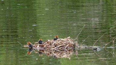 Whitfield-Valley-NR-PLGM-F24_4737-SR-r1 21st May 2024: Whitfield Valley Nature Reserve: Moorhen nest in the lake with chicks: © 2024 Paul L.G. Morris