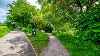 Whitfield-Valley-NR-PLGM-F24_4764r1 21st May 2024: Whitfield Valley Nature Reserve: Chestnut blossom by the path: © 2024 Paul L.G. Morris