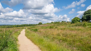 Wetley-Moor-NR-PLGM-F24_6683r1 8th July 2024: Wetley Moor Nature Reserve: © 2024 Paul L.G. Morris