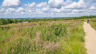 Wetley-Moor-NR-PLGM-F24_6686r1 8th July 2024: Wetley Moor Nature Reserve: © 2024 Paul L.G. Morris