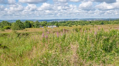 Wetley-Moor-NR-PLGM-F24_6692r1 8th July 2024: Wetley Moor Nature Reserve: © 2024 Paul L.G. Morris