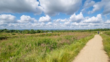 Wetley-Moor-NR-PLGM-F24_6695r1 8th July 2024: Wetley Moor Nature Reserve: © 2024 Paul L.G. Morris