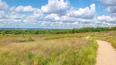 Wetley-Moor-NR-PLGM-F24_6704r1x4j1 8th July 2024: Wetley Moor Nature Reserve: © 2024 Paul L.G. Morris: Panoramic view within the reserve