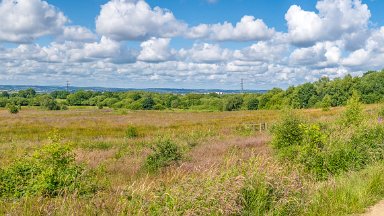 Wetley-Moor-NR-PLGM-F24_6728r1x3j1 8th July 2024: Wetley Moor Nature Reserve: © 2024 Paul L.G. Morris: Panoramic view within the reserve