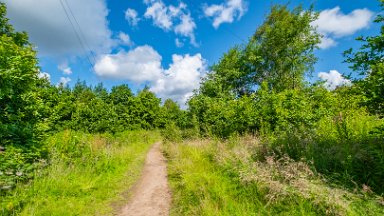 Wetley-Moor-NR-PLGM-F24_6749r1 8th July 2024: Wetley Moor Nature Reserve: © 2024 Paul L.G. Morris