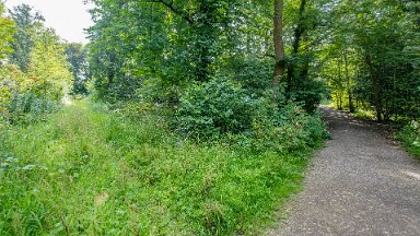 Hem-Heath-NR-PLGM-F24_8415r1 30th July 2024: Hem Heath Nature Reserve: A side path: © 2024 Paul L.G. Morris