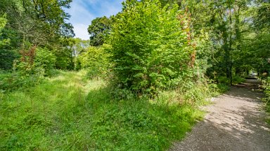 Hem-Heath-NR-PLGM-F24_8419r1 30th July 2024: Hem Heath Nature Reserve: Another side path to the left: © 2024 Paul L.G. Morris