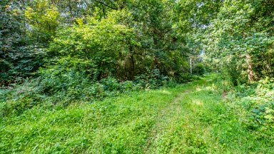 Hem-Heath-NR-PLGM-F24_8421r1 30th July 2024: Hem Heath Nature Reserve: A side path to the right: © 2024 Paul L.G. Morris