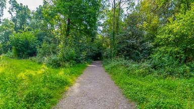 Hem-Heath-NR-PLGM-F24_8424r1x3j1 30th July 2024: Hem Heath Nature Reserve: Continuing the path: © 2024 Paul L.G. Morris