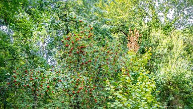 Hem-Heath-NR-PLGM-F24_8433r1 30th July 2024: Hem Heath Nature Reserve: Rowan tree with fruit: © 2024 Paul L.G. Morris