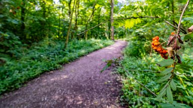 Hem-Heath-NR-PLGM-F24_8448r1 30th July 2024: Hem Heath Nature Reserve: Rowen berries by the path: © 2024 Paul L.G. Morris