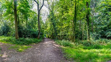 Hem-Heath-NR-PLGM-F24_8454r1x4j1 30th July 2024: Hem Heath Nature Reserve: Panoramic view showing paths on both left and right: © 2024 Paul L.G. Morris